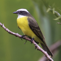 Social Flycatcher